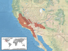 Plestiodon gilberti distribution.png