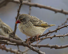 Red-billed Quelea (Quelea quelea) - Flickr - Lip Kee.jpg