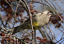 Red Wattlebird Anthochaera carunculata.jpg