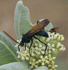 Tarantula Hawk, Southeastern Colorado P1270150b.jpg