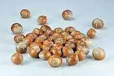 Hazelnuts (Corylus avellana).jpg