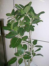 Ficus benghalensis1.jpg