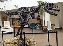 Allosaurus SDNHM (1).jpg