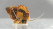 Bithynia leachii.png