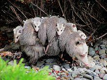 Didelphis virginiana with young.JPG