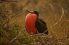 Fregata magnificens -Galapagos, Ecuador -male-8 (1).jpg