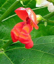 Phaseolus coccineus ziedas, 2006-07-14.JPG
