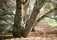 Quercus wislizeni trunks.jpg