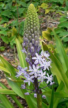 Scilla hyacinthoides 3.jpg