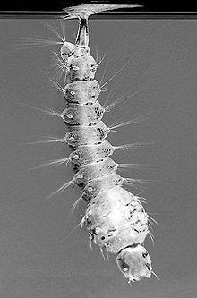 Toxorhynchites speciosus 03 L.D..jpg