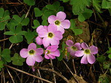 Violet Wood-Sorrel - Oxalis violacea.JPG
