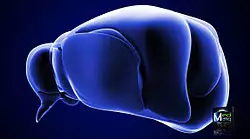 Thalamusanterolateral.jpg
