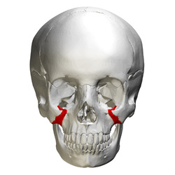 Zygomatic process of maxilla - skull - anterior view.png