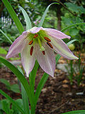 Lilium oxypetalum var insigne.jpg