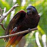 Chalcopsitta atra -Palmitos Park-8a.jpg