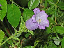 Campanulaceae - Campanula medium-4.JPG