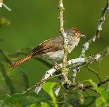 Chestnut-capped Flycatcher from Canopy Walkway - Kakum NP - Ghana, crop.jpg