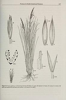 Contributions from the United States National Herbarium (2008) (14781010764).jpg