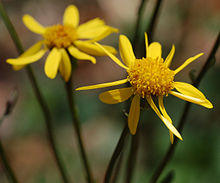 Golden Ragwort Senecio aureus Flower 2184px.jpg
