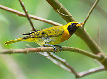 Hemithraupis guira.jpg