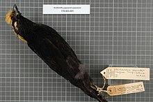 Naturalis Biodiversity Center - RMNH.AVES.19827 1 - Archboldia papuensis papuensis Rand, 1940 - Ptilonorhynchidae - bird skin specimen.jpeg