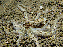 Octopus sp Timor.jpg