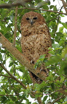 Pel's fishing owl, Scotopelia pel.jpg