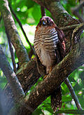 Micrastur ruficollis -Parque Estadual da Serra da Cantareira, Sao Paulo, Brazil-8.jpg