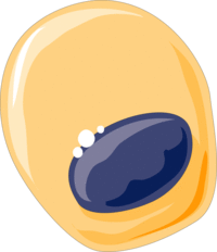 Bone forming cells - Osteoblasts 3 -- Smart-Servier.png