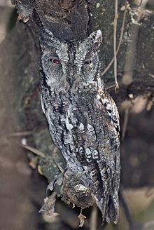 African-scops owl (Otus senegalensis) male.jpg
