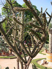 Cylindropuntia kleiniae.jpg