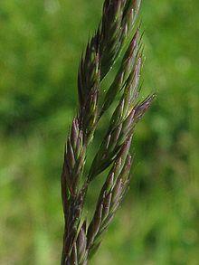 Festuca rubra detail.jpeg