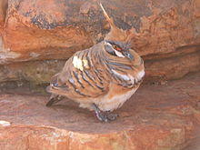 Geophaps plumifera1.jpg