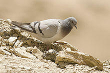 Hill Pigeon, near Dras, Jammu and Kashmir, India.jpg