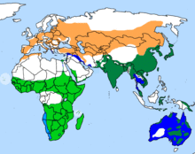 Milvus migrans distr new.png