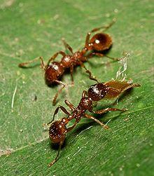 Myrmica.sp.1.jpg