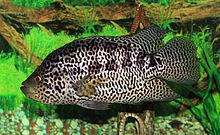 Parachromis managuensis 2012 G1.jpg