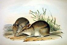 Perameles bougainville - Gould.jpg