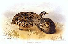 Perdicula blewitti.jpg