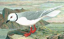 Rhodostethia rosea.jpg