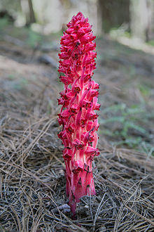 Sarcodes sanguinea in Yosemite National Park - May 2013.jpg
