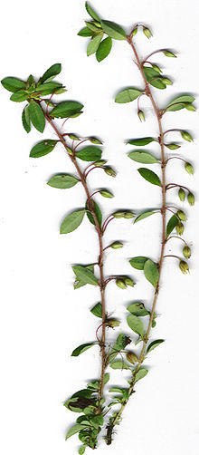 Starr 020803-9003 Sauvagesia erecta.jpg