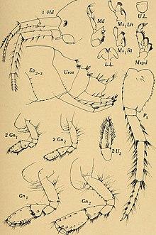 Illustration of "Gammarus acherondytes"
