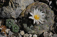Turbinicarpus jauernigii.jpg