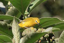 Yellow white-eye (Zosterops senegalensis).jpg