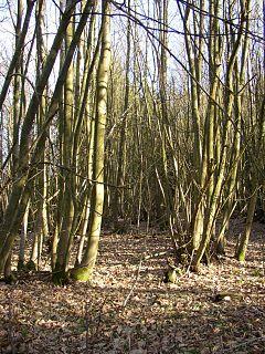 Coppiced trees at Hydon Heath, Hambledon - geograph.org.uk - 171746.jpg