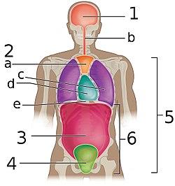 Body Cavities Frontal view labeled.jpg