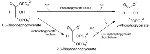 Pathway of generation of 2,3-bisphosphoglycerate.png
