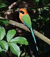 Rufous Motmot (25059655231).jpg