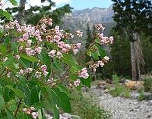 Apocynum androsaemifolium var androsaemifolium 5.jpg